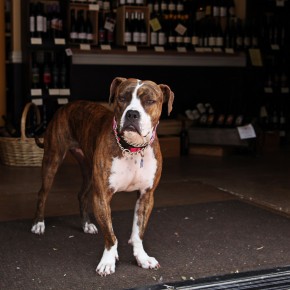 The Wine Bine Dog Chloe