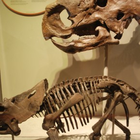 National Museum of Natural History 06