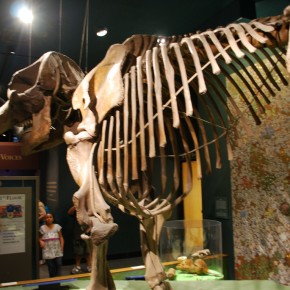National Museum of Natural History 11