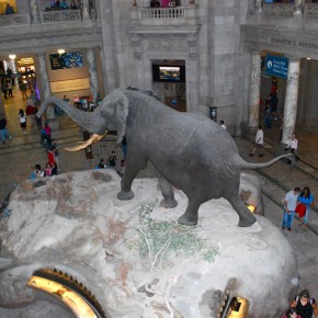 National Museum of Natural History 18