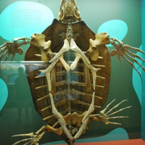 National Museum of Natural History 19