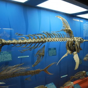 National Museum of Natural History 20