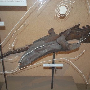 National Museum of Natural History 24