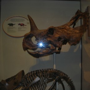 National Museum of Natural History 25