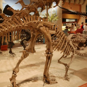 National Museum of Natural History 26