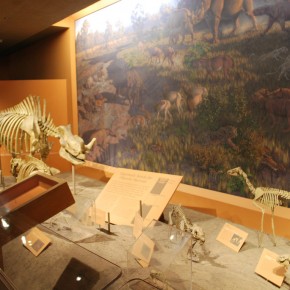 National Museum of Natural History 31