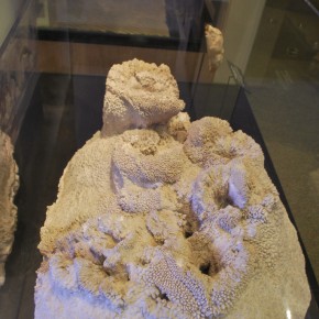 National Museum of Natural History 38