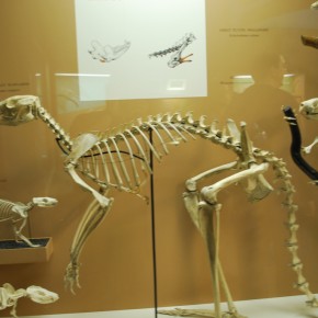 National Museum of Natural History 42