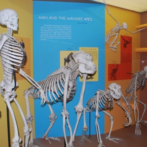 National Museum of Natural History 43