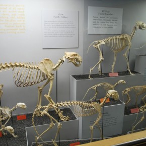 National Museum of Natural History 44