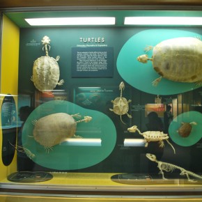 National Museum of Natural History 45