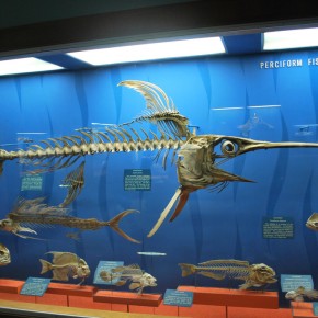 National Museum of Natural History 46