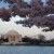 National Cherry Blossom Festival 15
