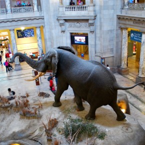 National Museum of Natural History 41