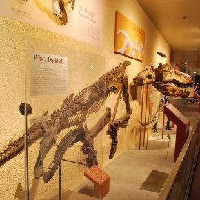 National Museum of Natural History 49