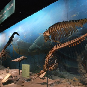 National Museum of Natural History 52