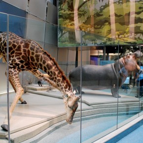 National Museum of Natural History 56