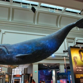 National Museum of Natural History 57