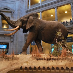 National Museum of Natural History 63