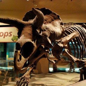 National Museum of Natural History 64