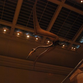 National Museum of Natural History 65