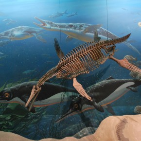 National Museum of Natural History 66