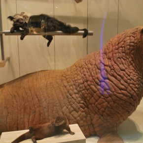 National Museum of Natural History 67