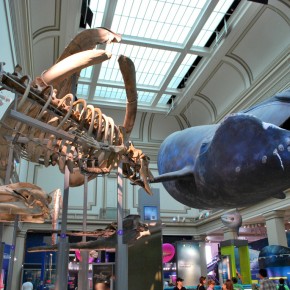 National Museum of Natural History 68