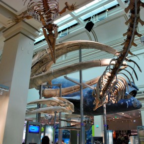National Museum of Natural History 69
