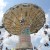 MontgomeryCoFair12
